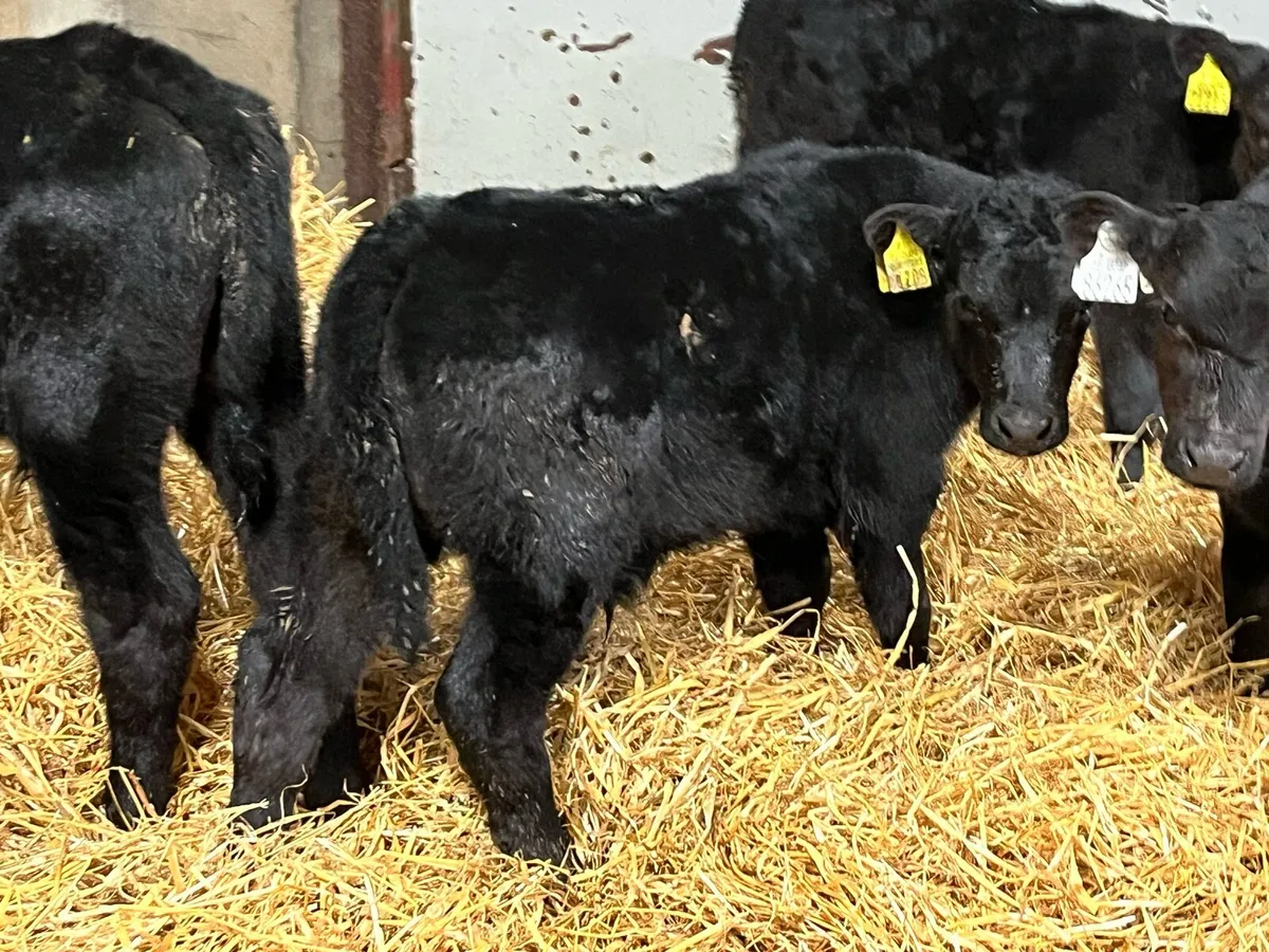 6 Real Proper AA Bull Calves - Image 2