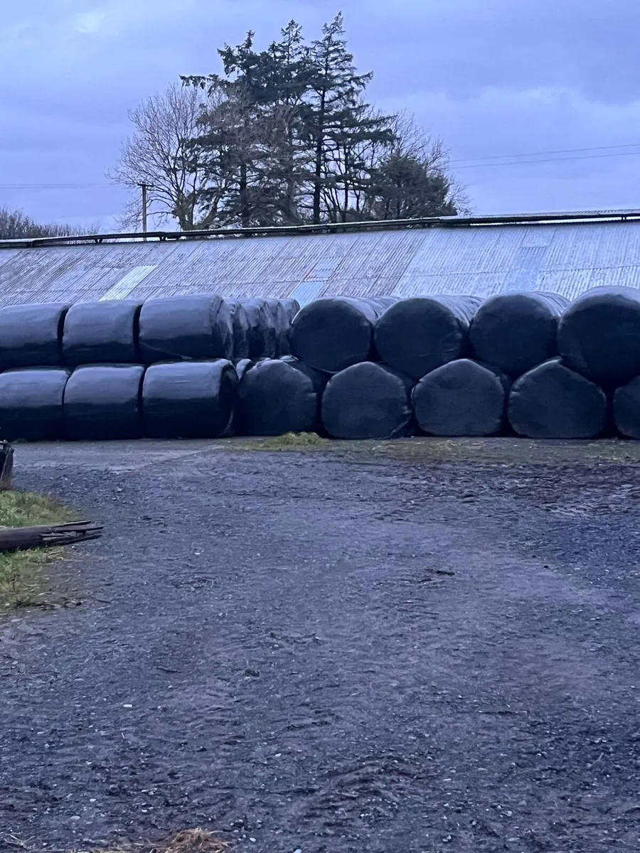 2025 silage bales - Image 1
