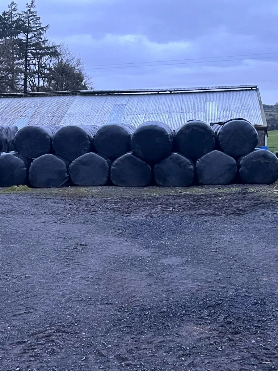 2025 silage bales - Image 2