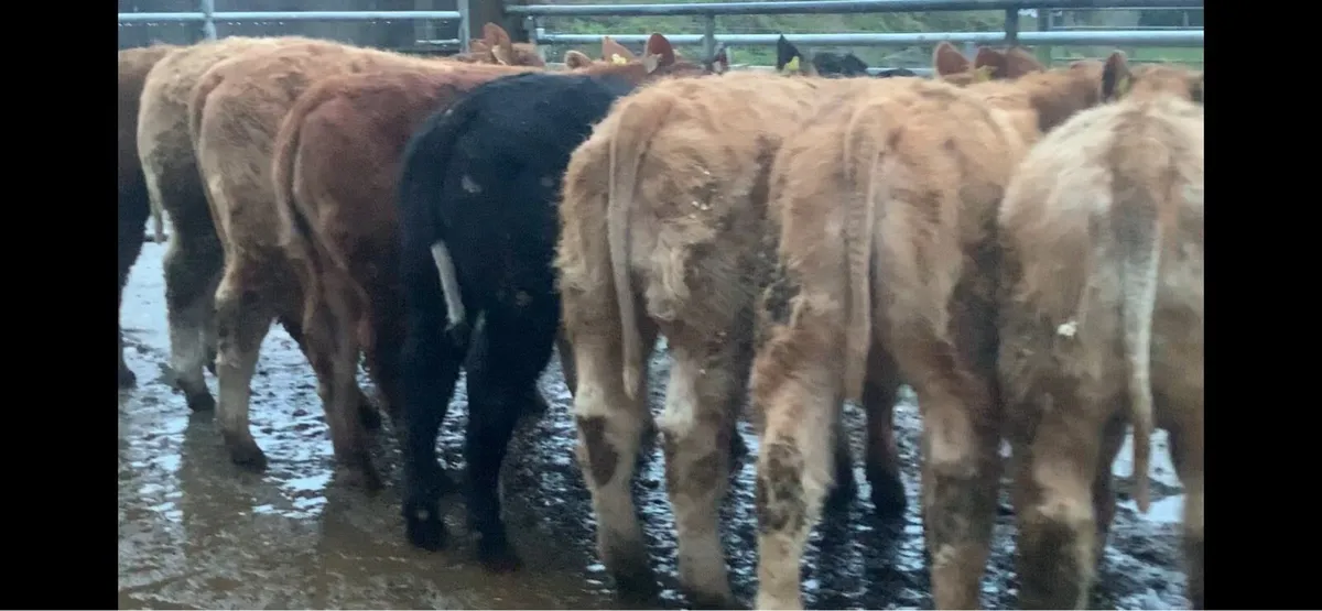 10 super 300kg u grade heifers - Image 2