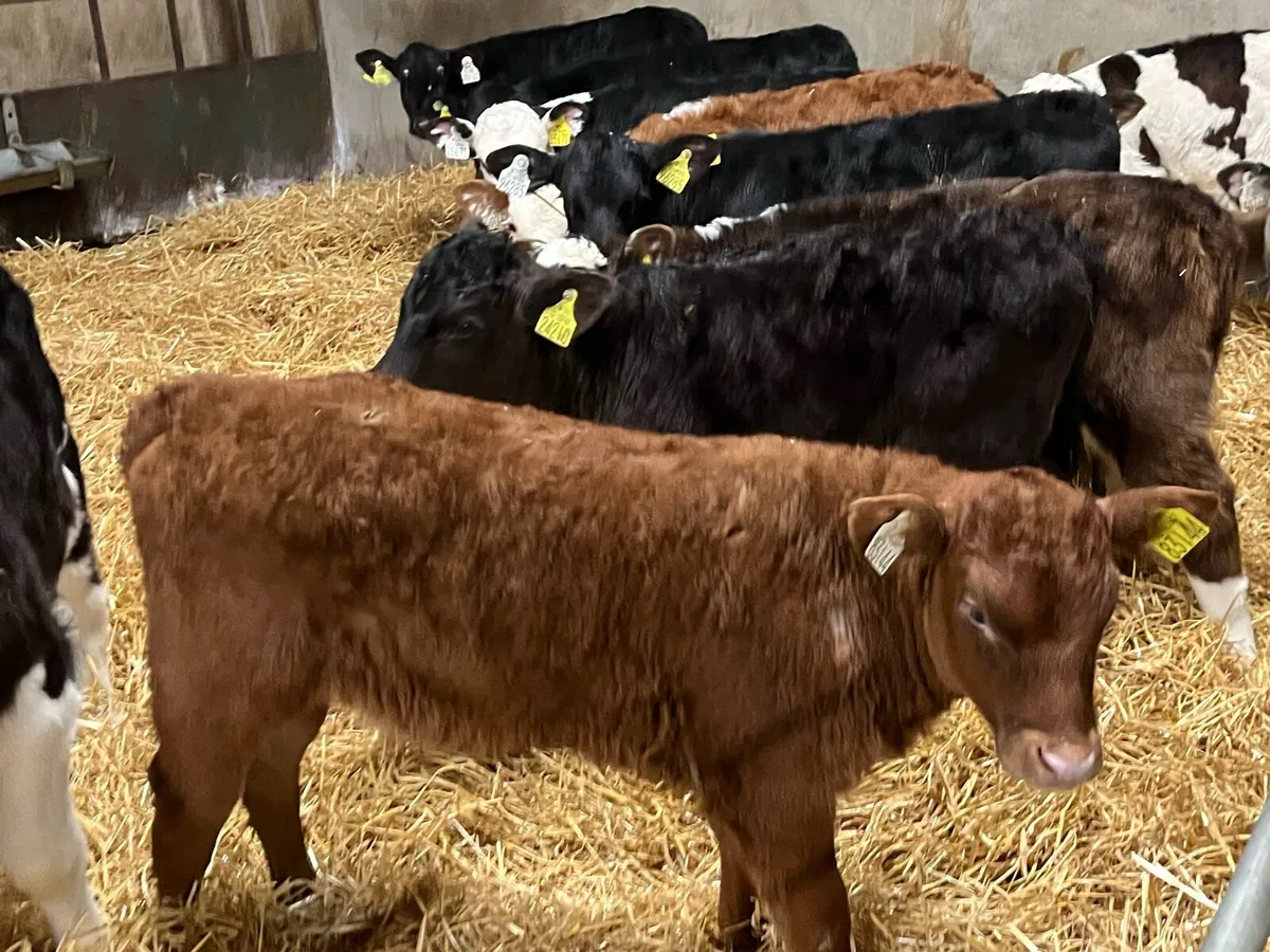 12 SUPER 2 MONTH OLD HEIFER CALVES - Image 2