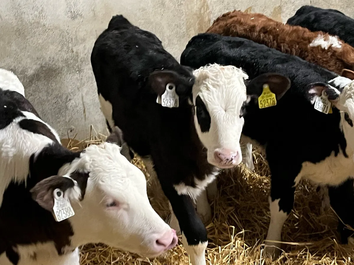 12 SUPER 2 MONTH OLD HEIFER CALVES - Image 4