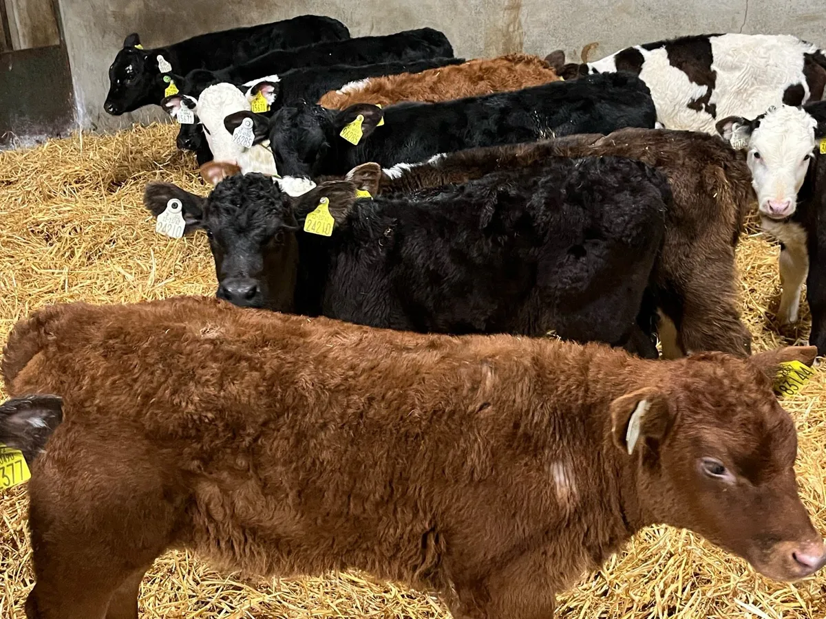 12 SUPER 2 MONTH OLD HEIFER CALVES - Image 1