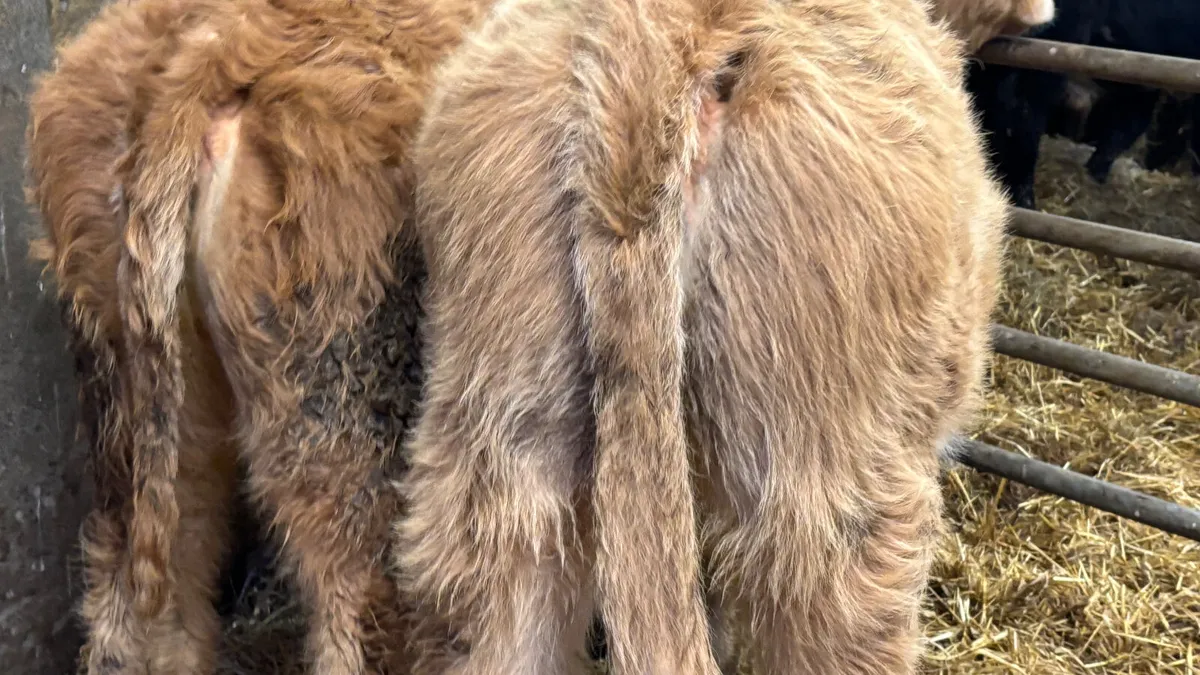 2 Golden Charolais Heifer Wealings - Image 4