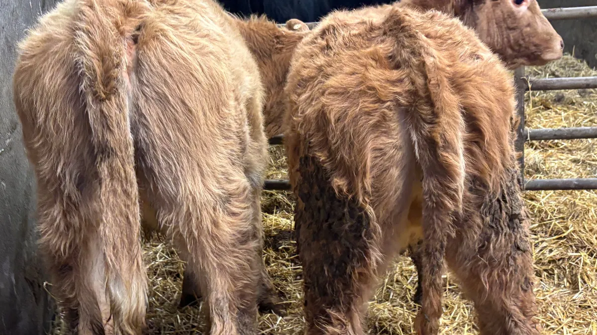 2 Golden Charolais Heifer Wealings - Image 2