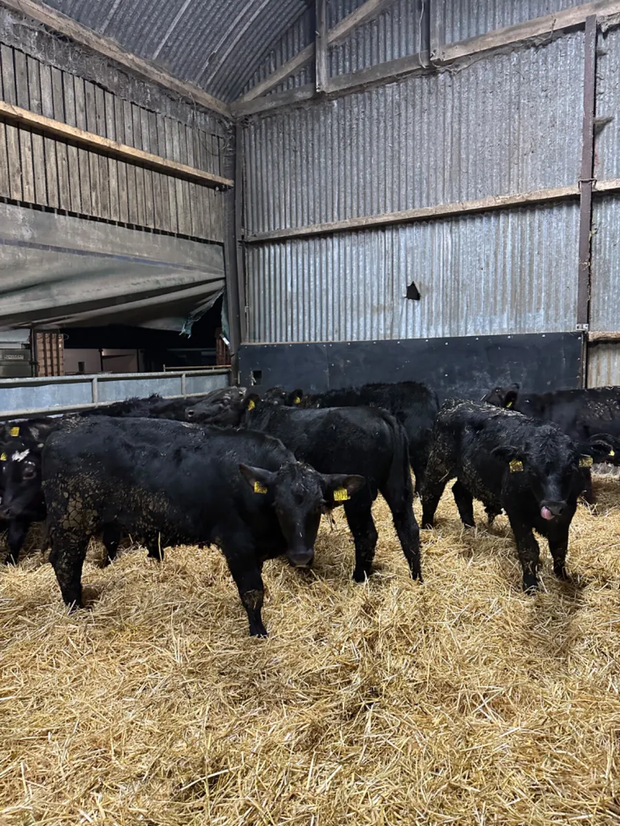 Angus and lim bulls - Image 2