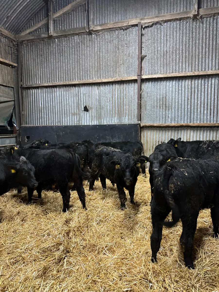 Angus and lim bulls - Image 3