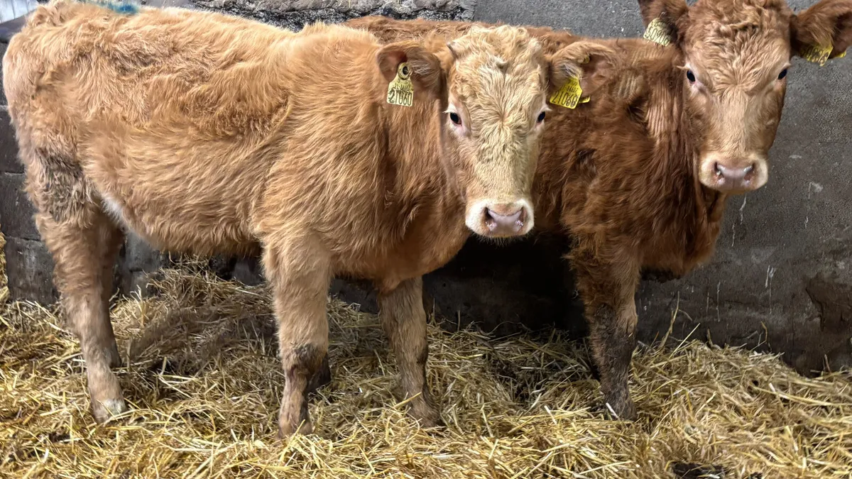 2 Golden Charolais Heifer Wealings - Image 3