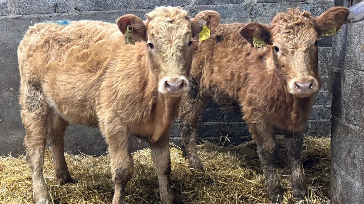2 Golden Charolais Heifer Wealings - Image 1