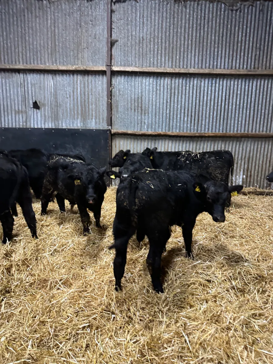 Angus and lim bulls - Image 1