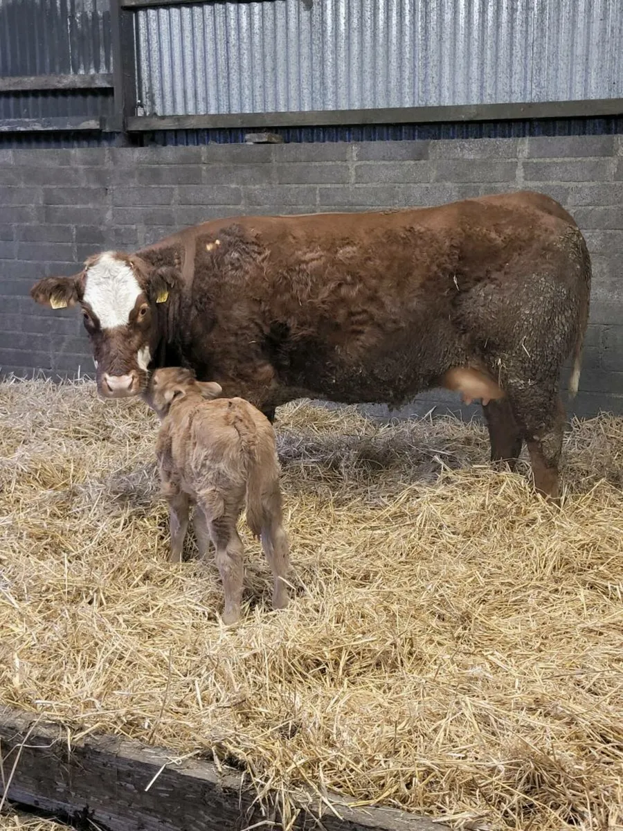 Super first calved limousine heifer - Image 1