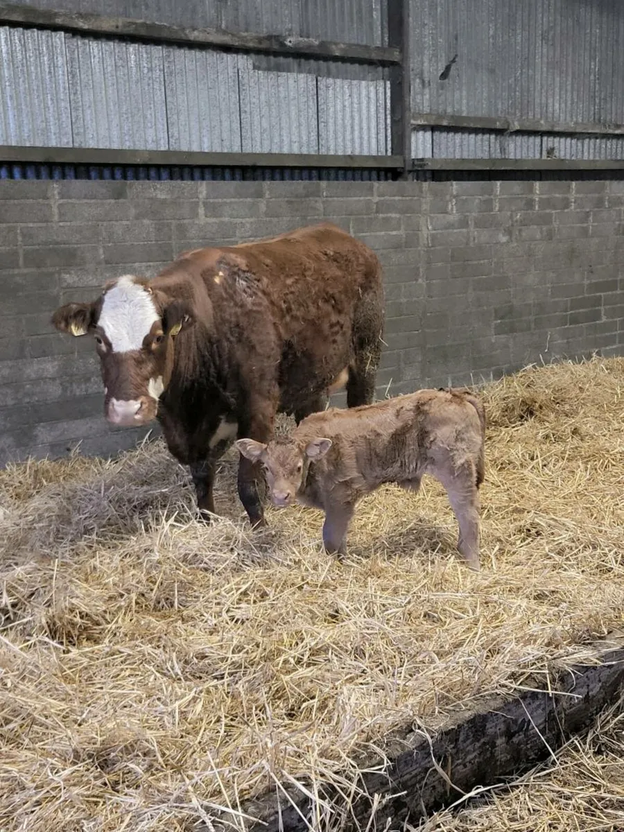 Super first calved limousine heifer - Image 2