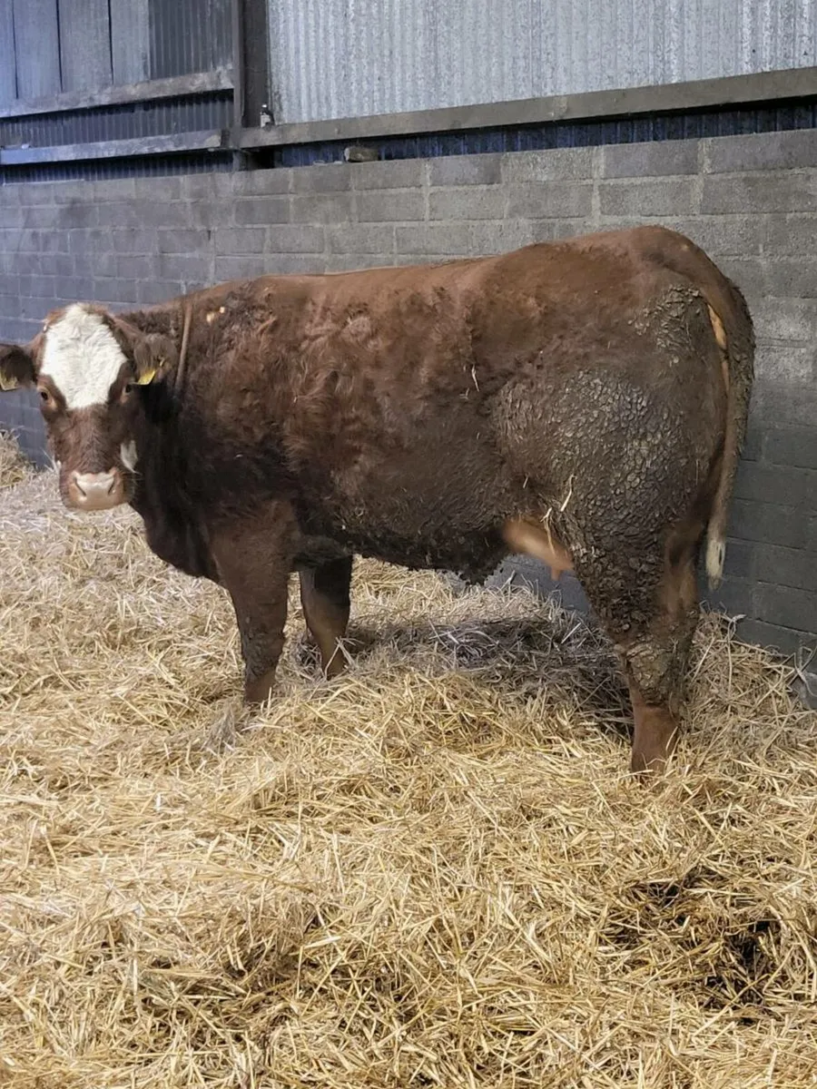 Super first calved limousine heifer - Image 3