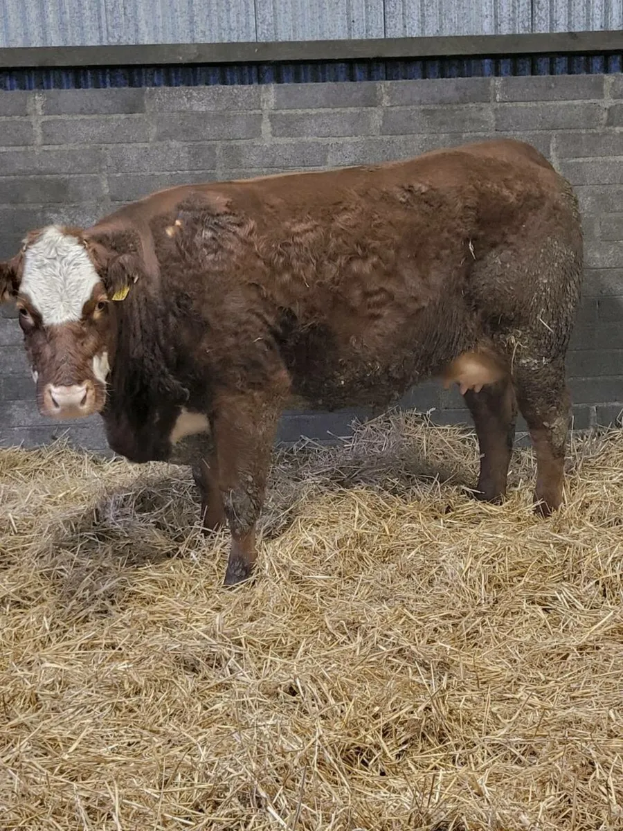 Super first calved limousine heifer - Image 4