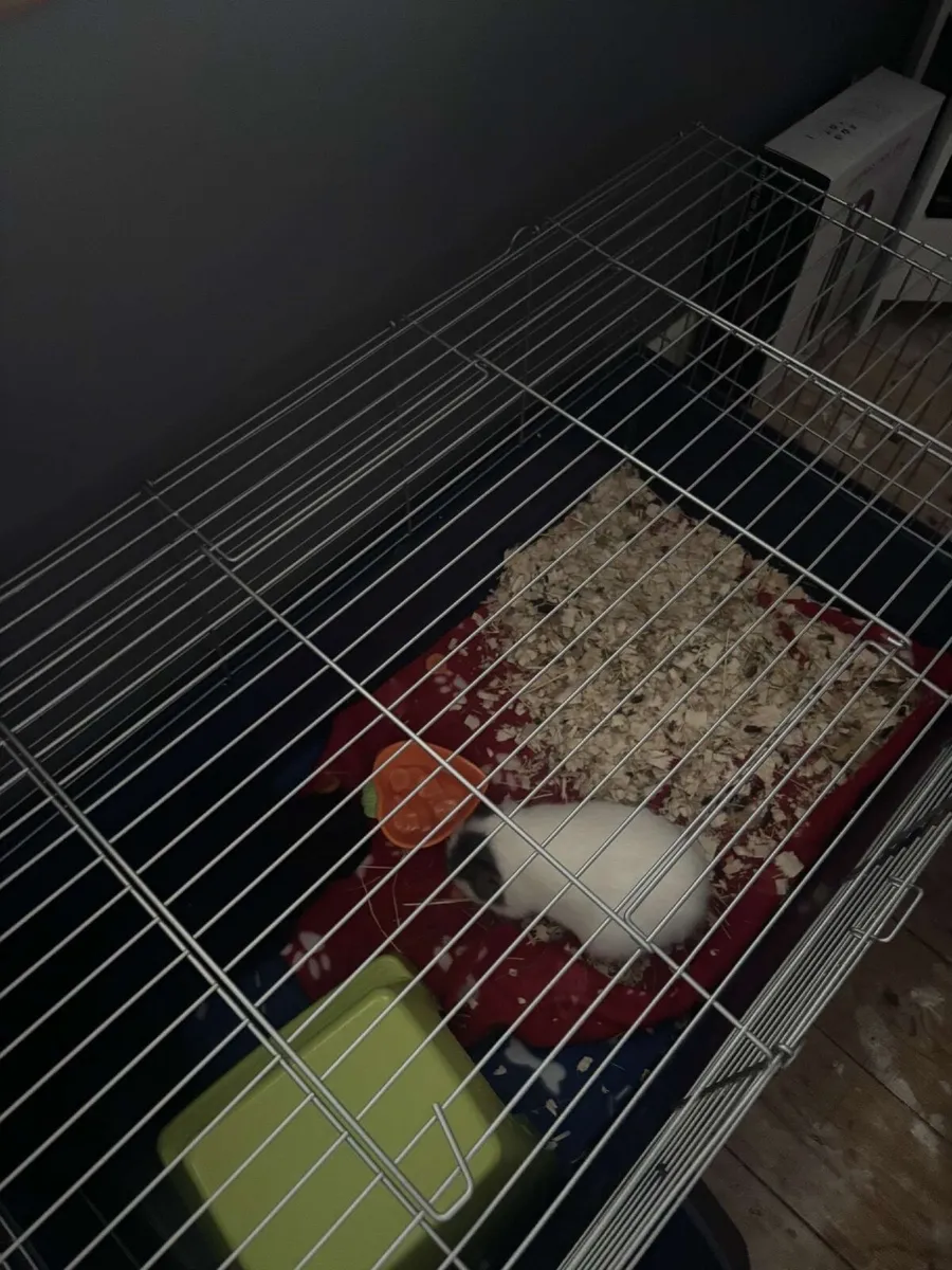 Guinea pig - Image 1