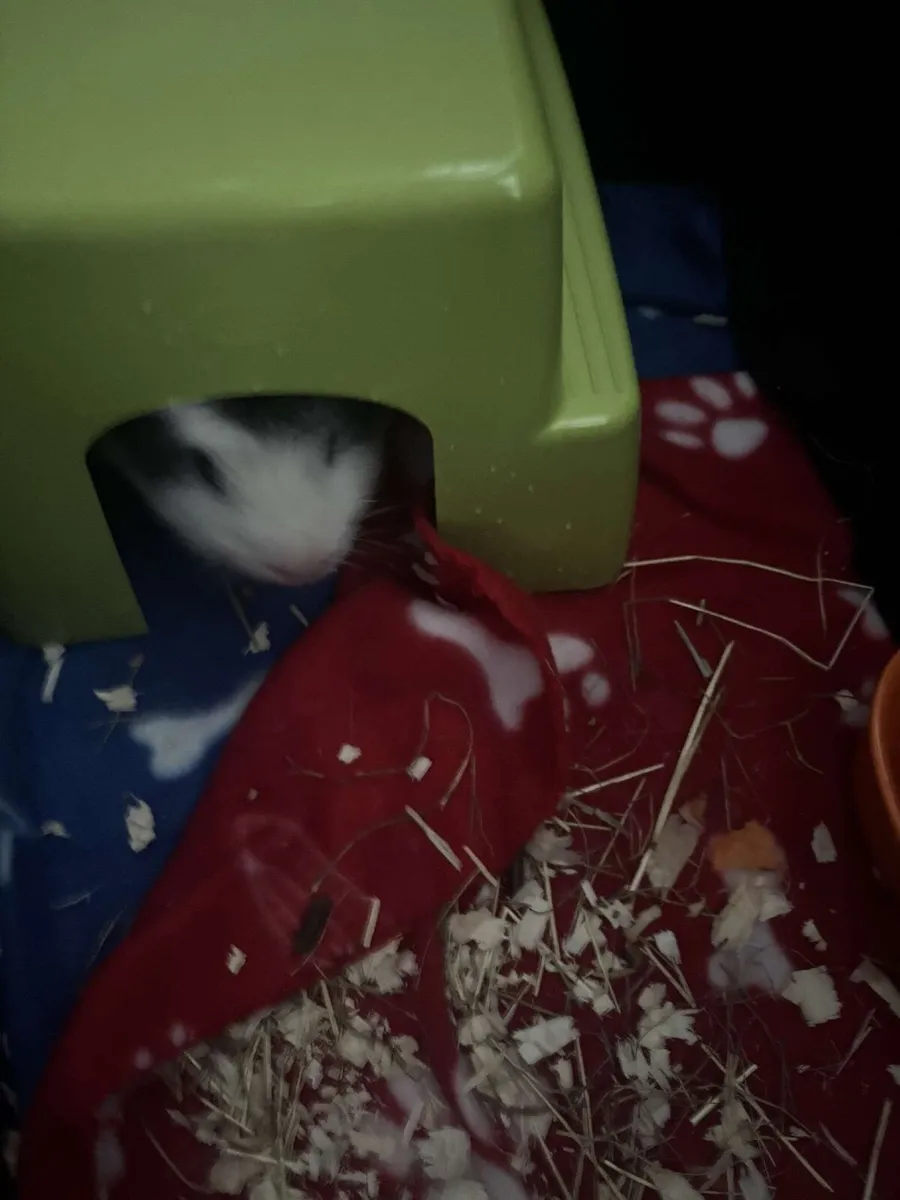 Guinea pig - Image 2