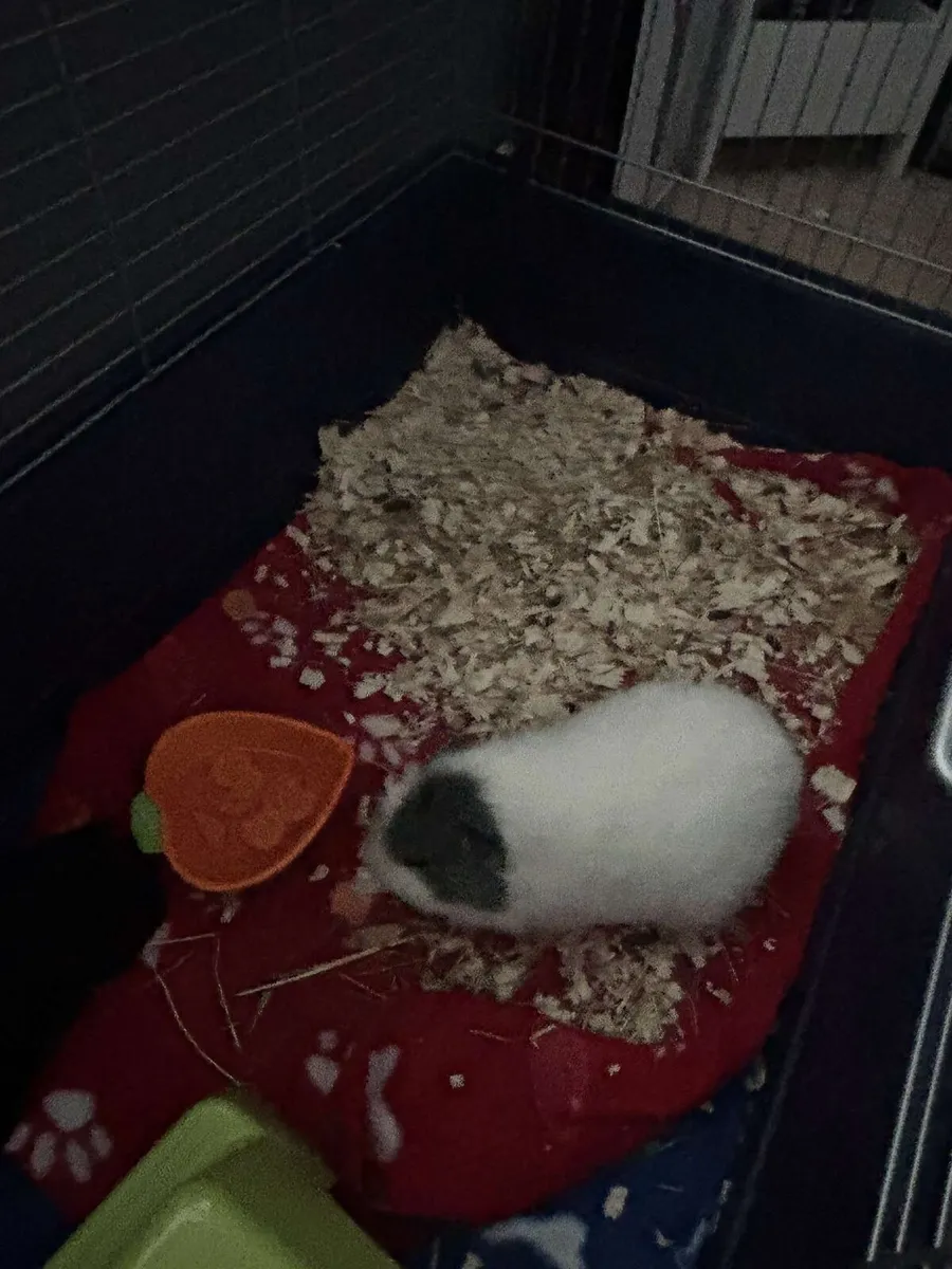 Guinea pig - Image 3