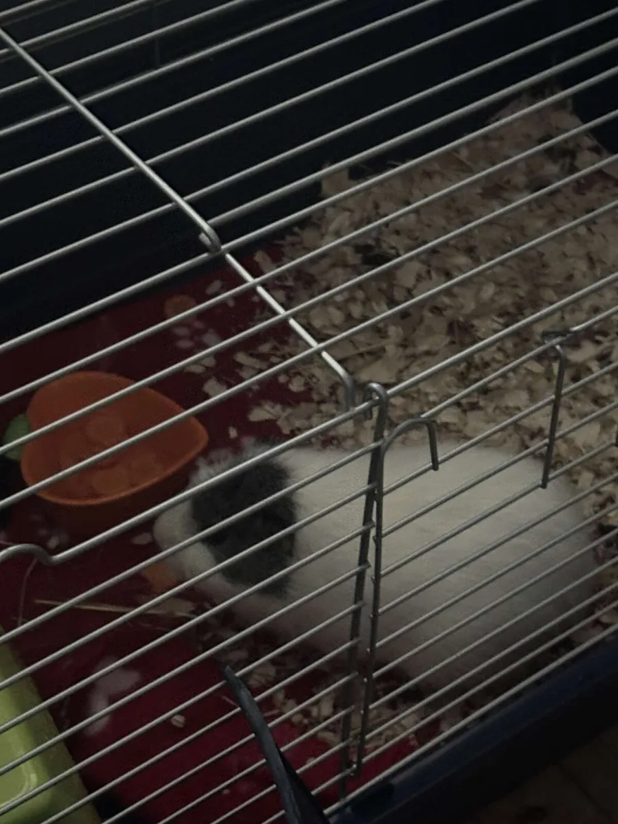 Guinea pig - Image 4
