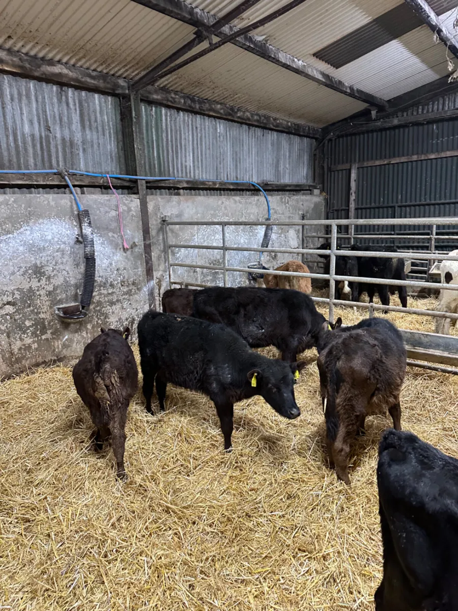 Angus bulls and heifers - Image 3