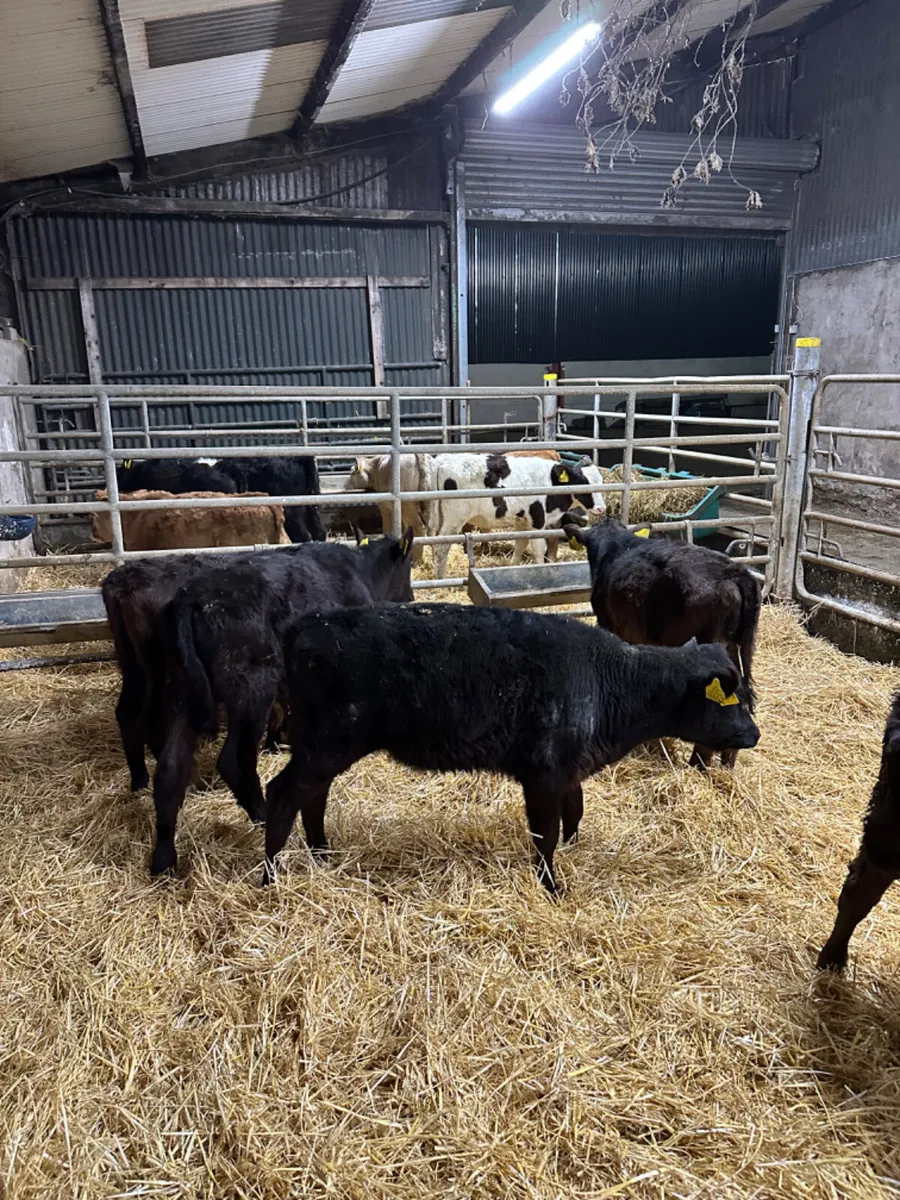 Angus bulls and heifers - Image 1