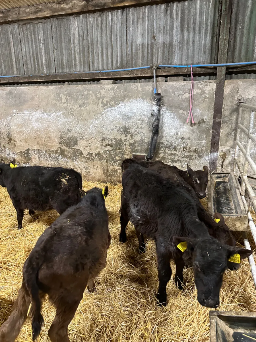 Angus bulls and heifers - Image 4