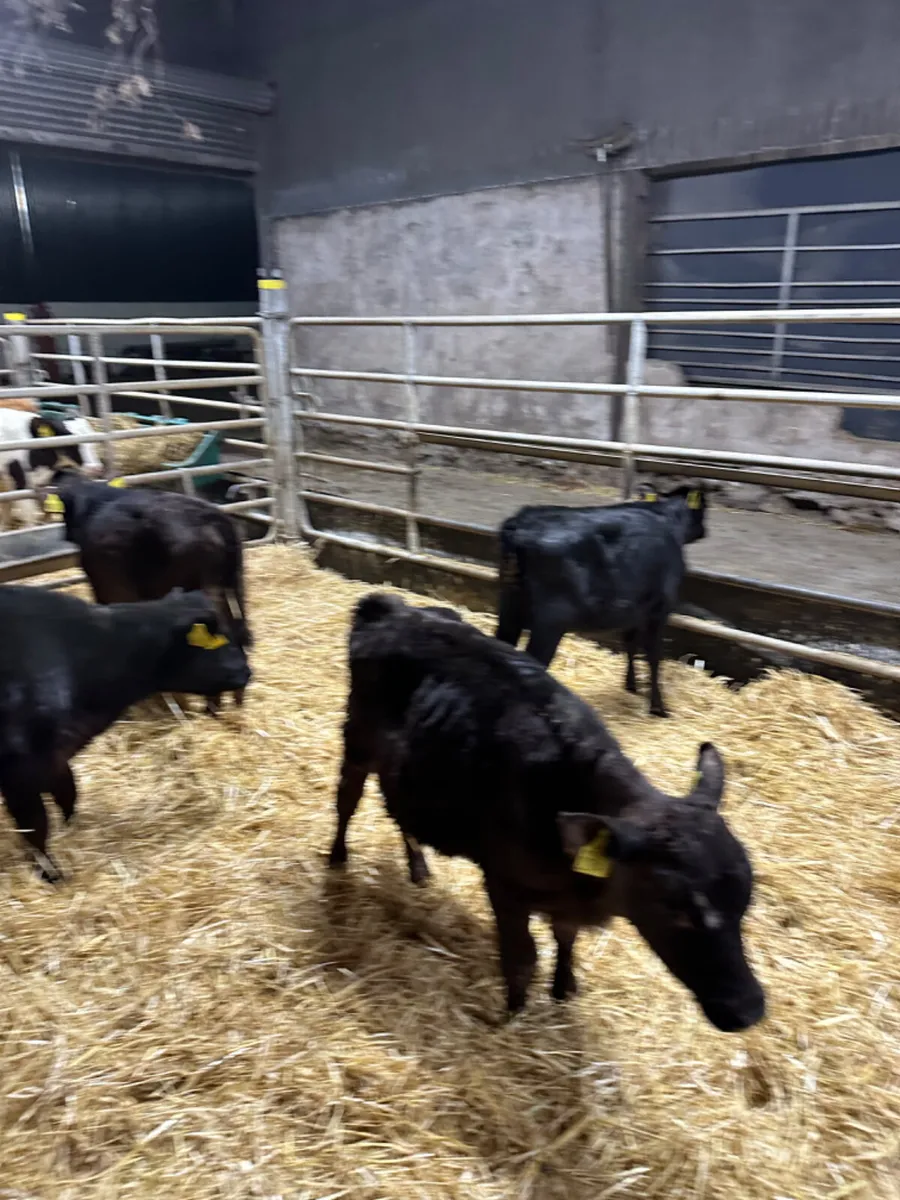 Angus bulls and heifers - Image 2