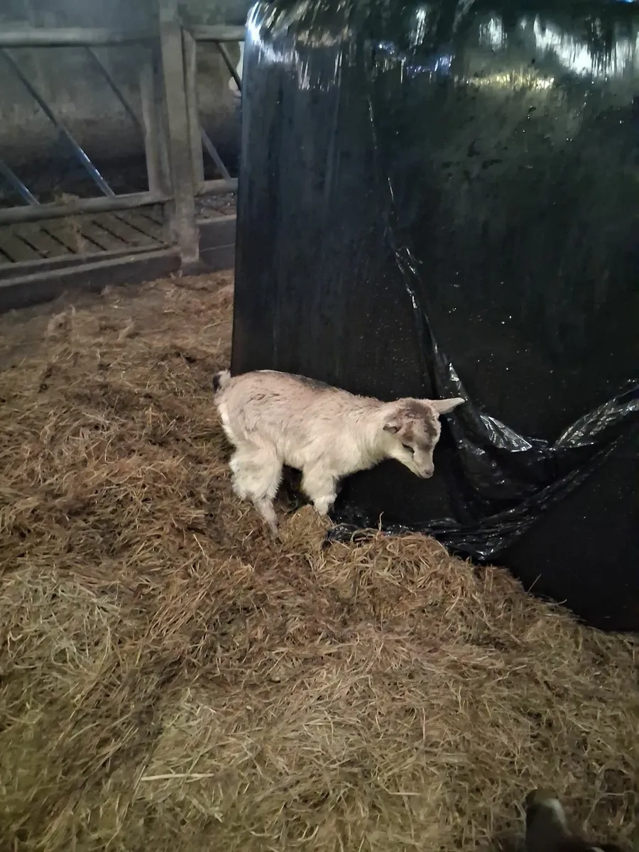 Kid goat - Image 3