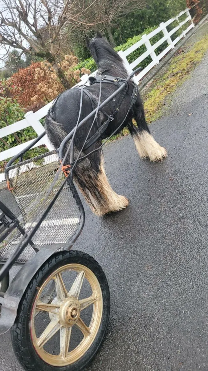 Ride & Drive 3yr Blue Roan Gypsy Cob Gelding - Image 4
