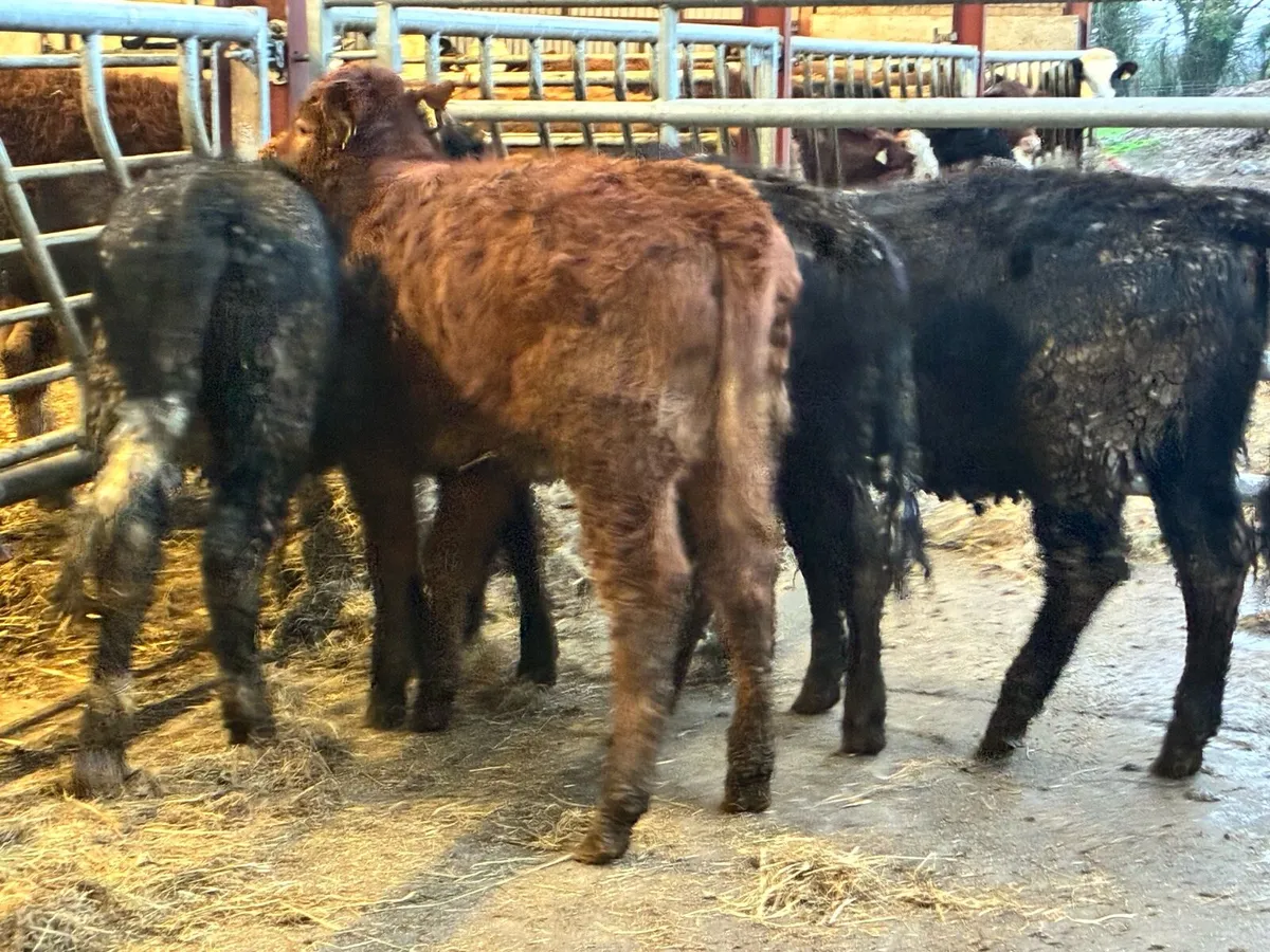 4 lovely limousine heifer weanling - Image 4