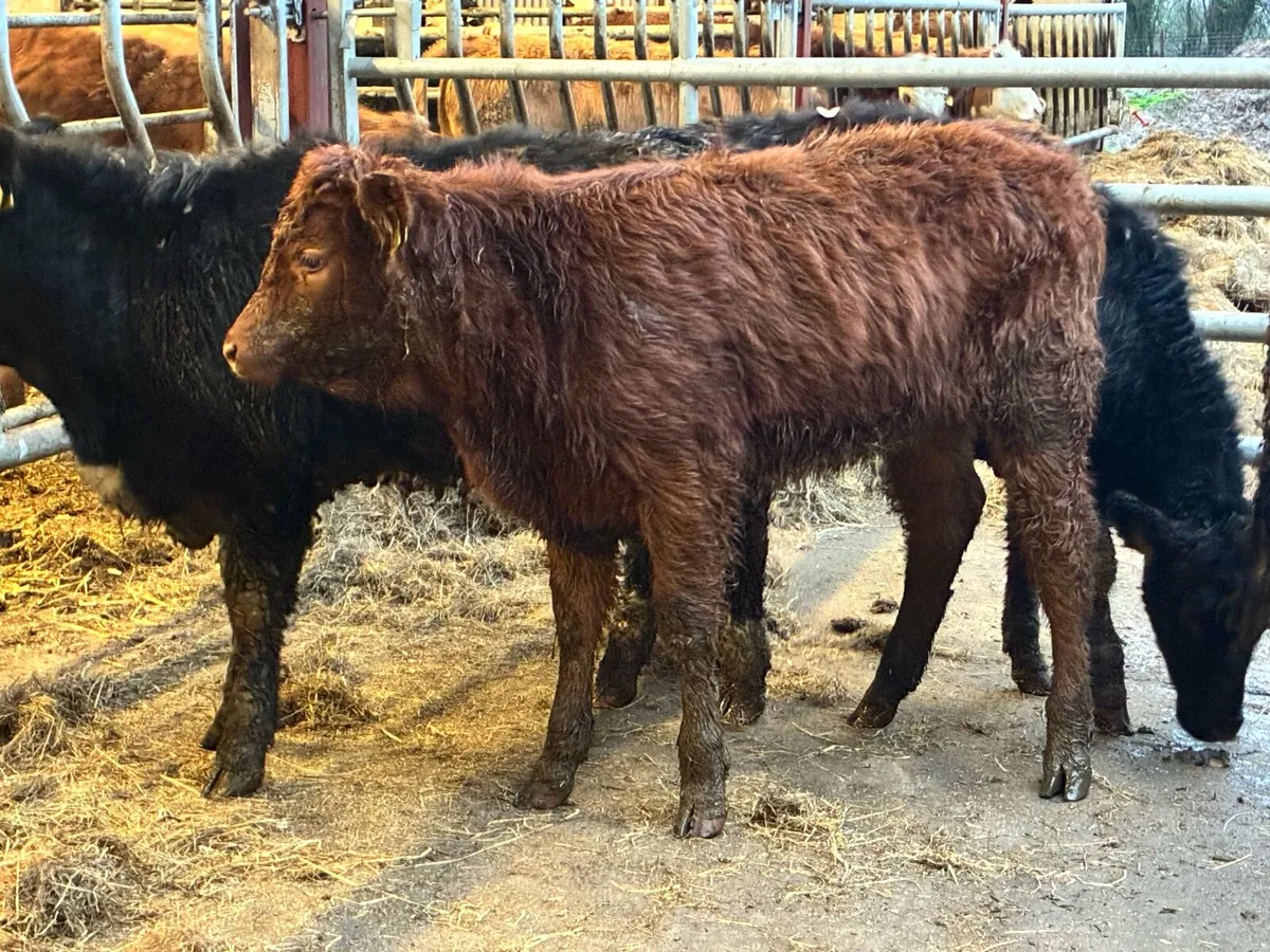 4 lovely limousine heifer weanling - Image 2