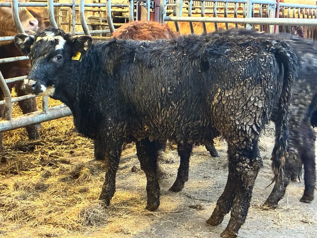 4 lovely limousine heifer weanling - Image 3