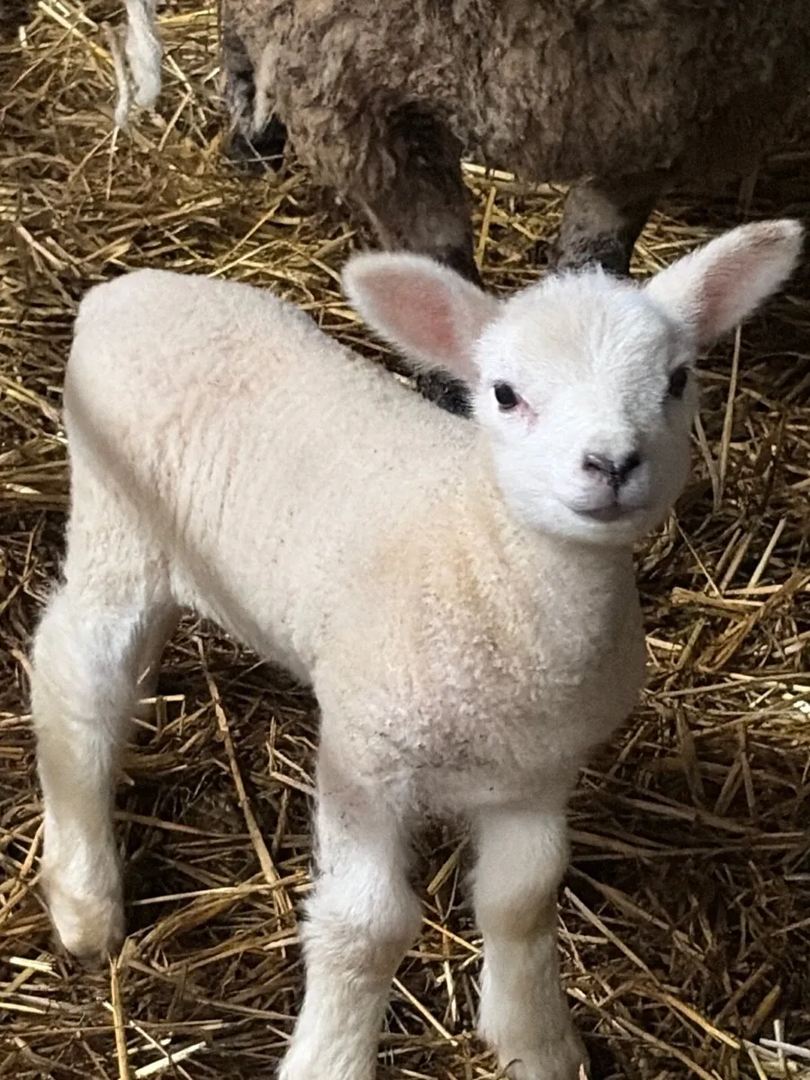 Sheep and lamp - Image 1