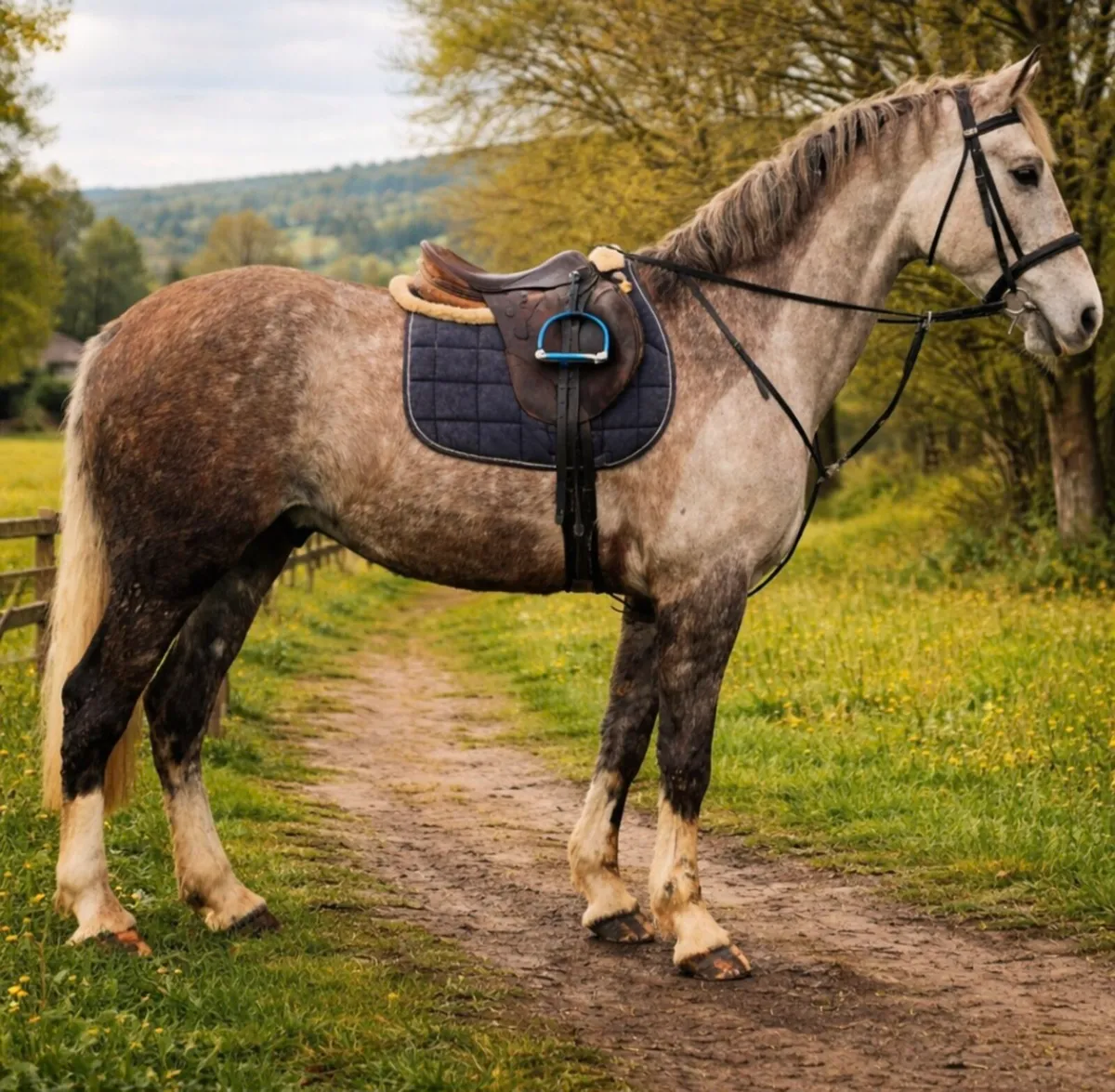 The perfect first horse - Image 1