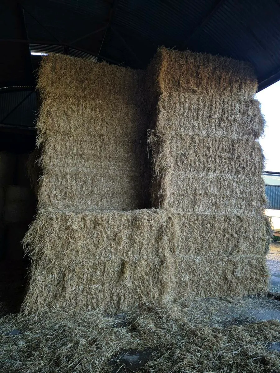 Spring barley straw - Image 1