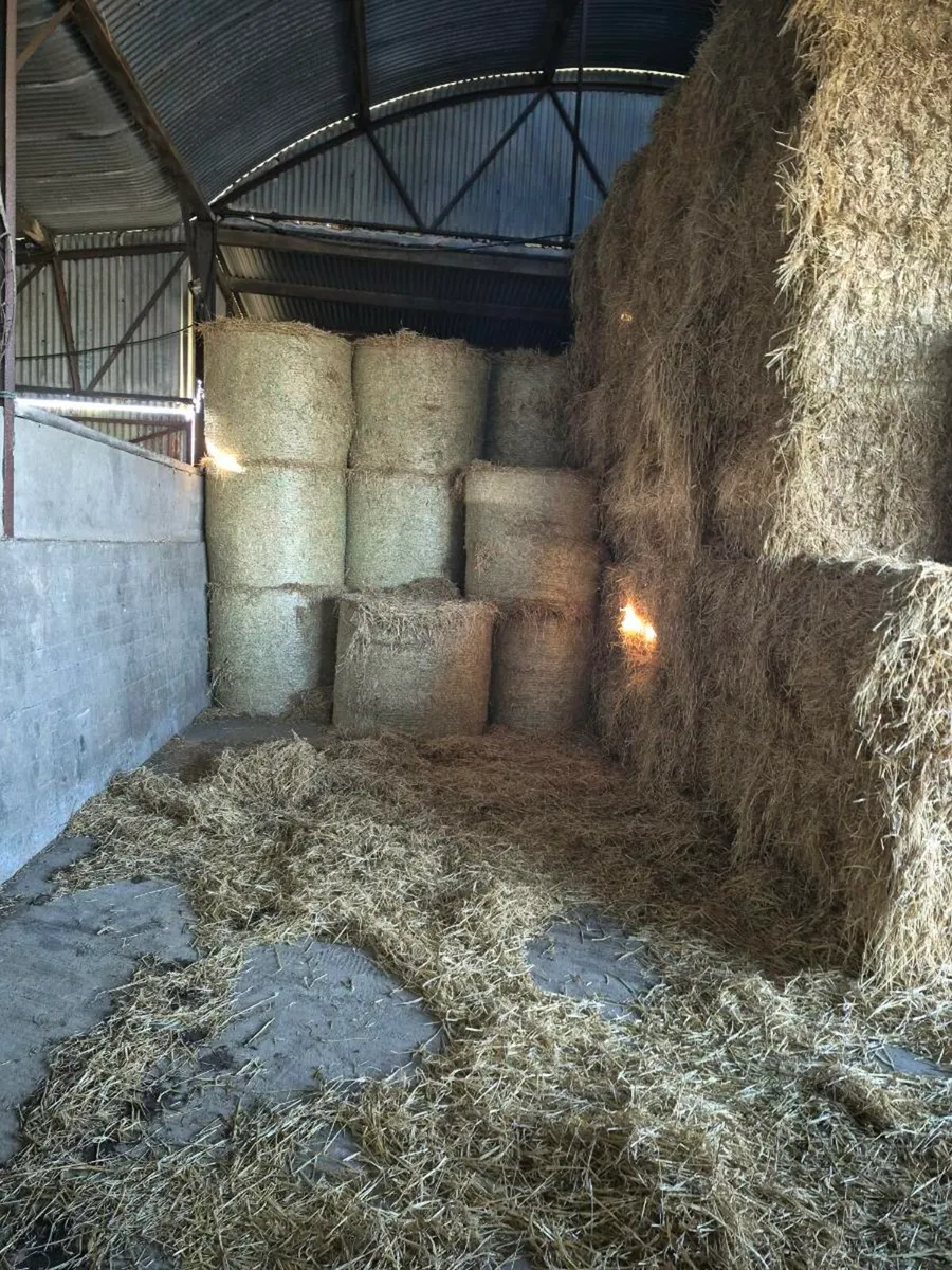 Spring barley straw - Image 2