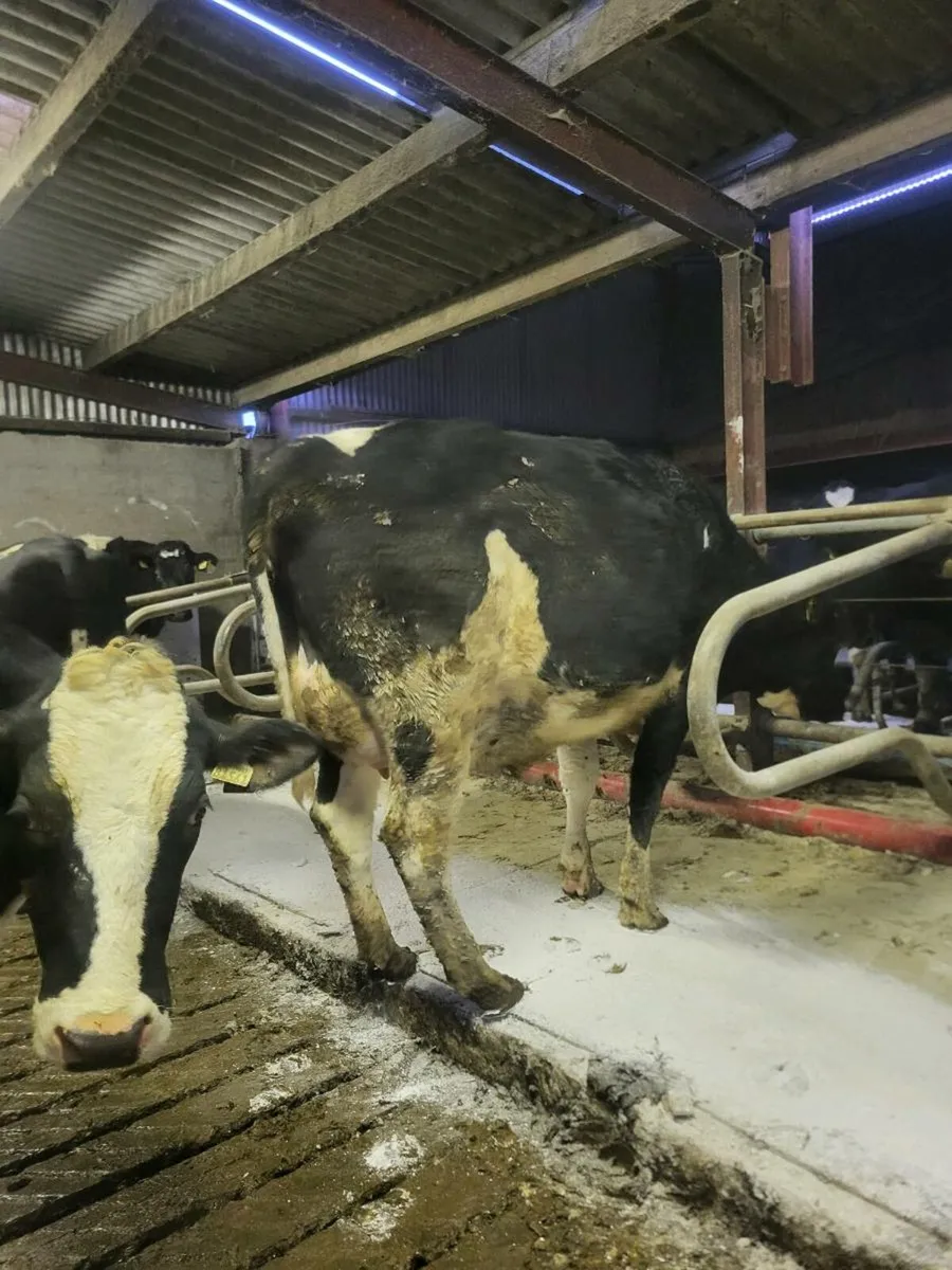 FR heifers on point of calving - Image 3