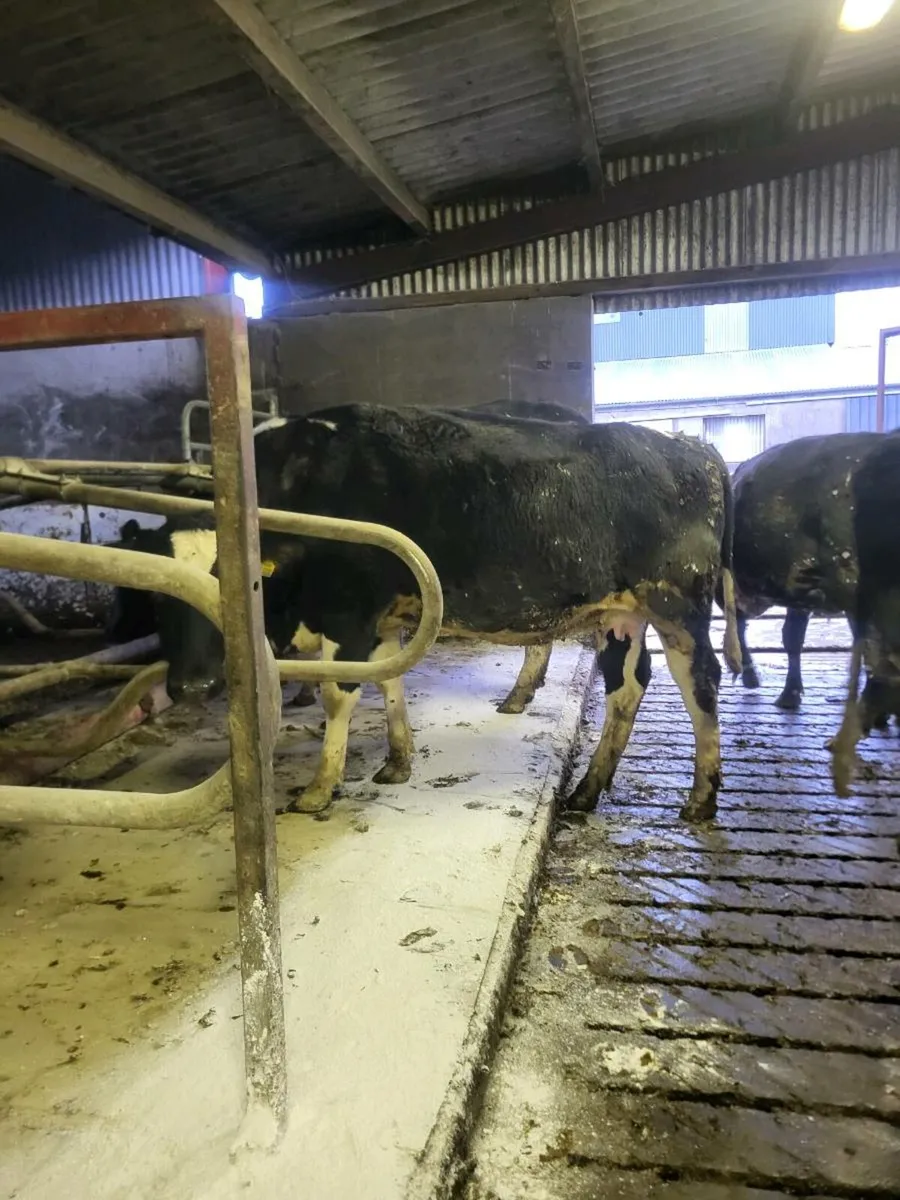 FR heifers on point of calving - Image 4