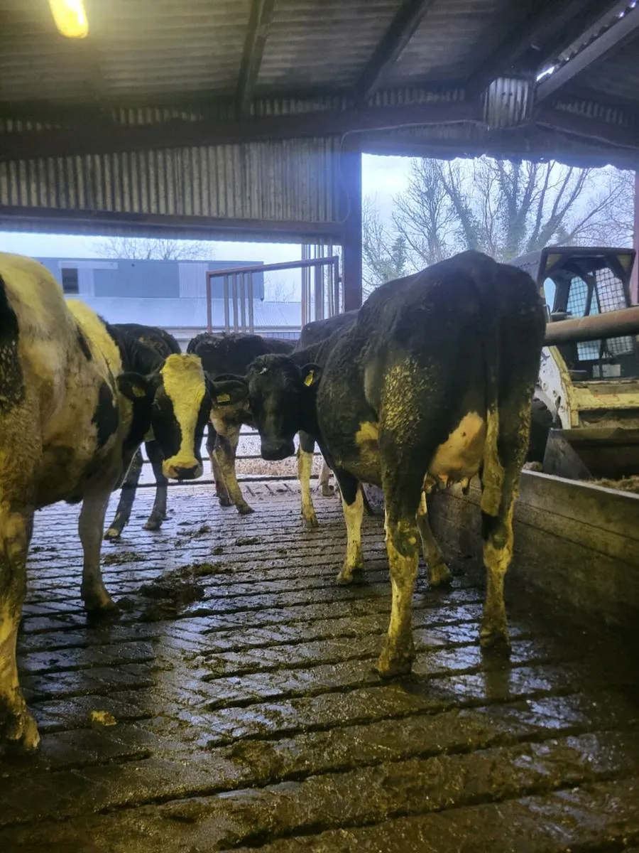 FR heifers on point of calving - Image 1
