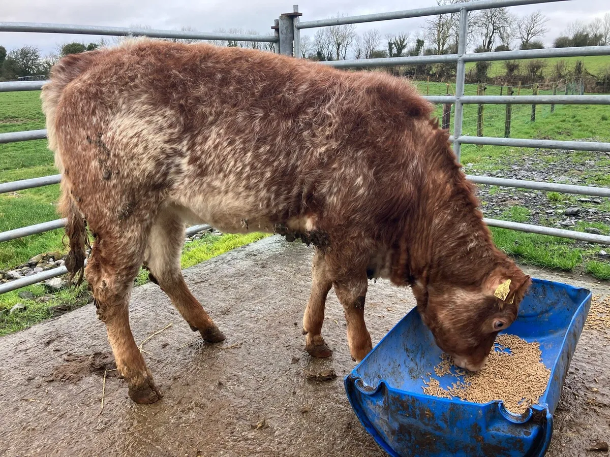 😍Super coloured heifer 😍 - Image 2