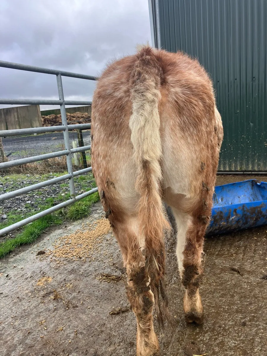 😍Super coloured heifer 😍 - Image 3