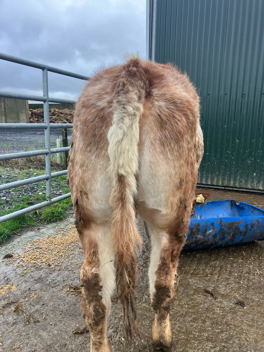 😍Super coloured heifer 😍 - Image 4