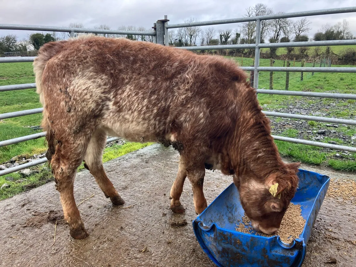 😍Super coloured heifer 😍 - Image 1