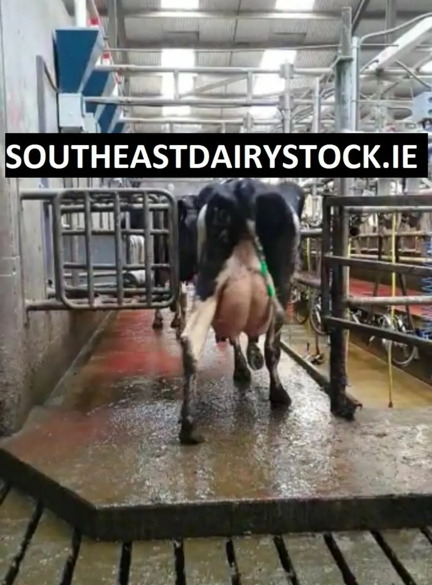 Fresh Calved Heifers & Cows