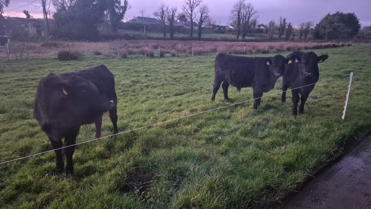 Angus Weanlings - Image 1