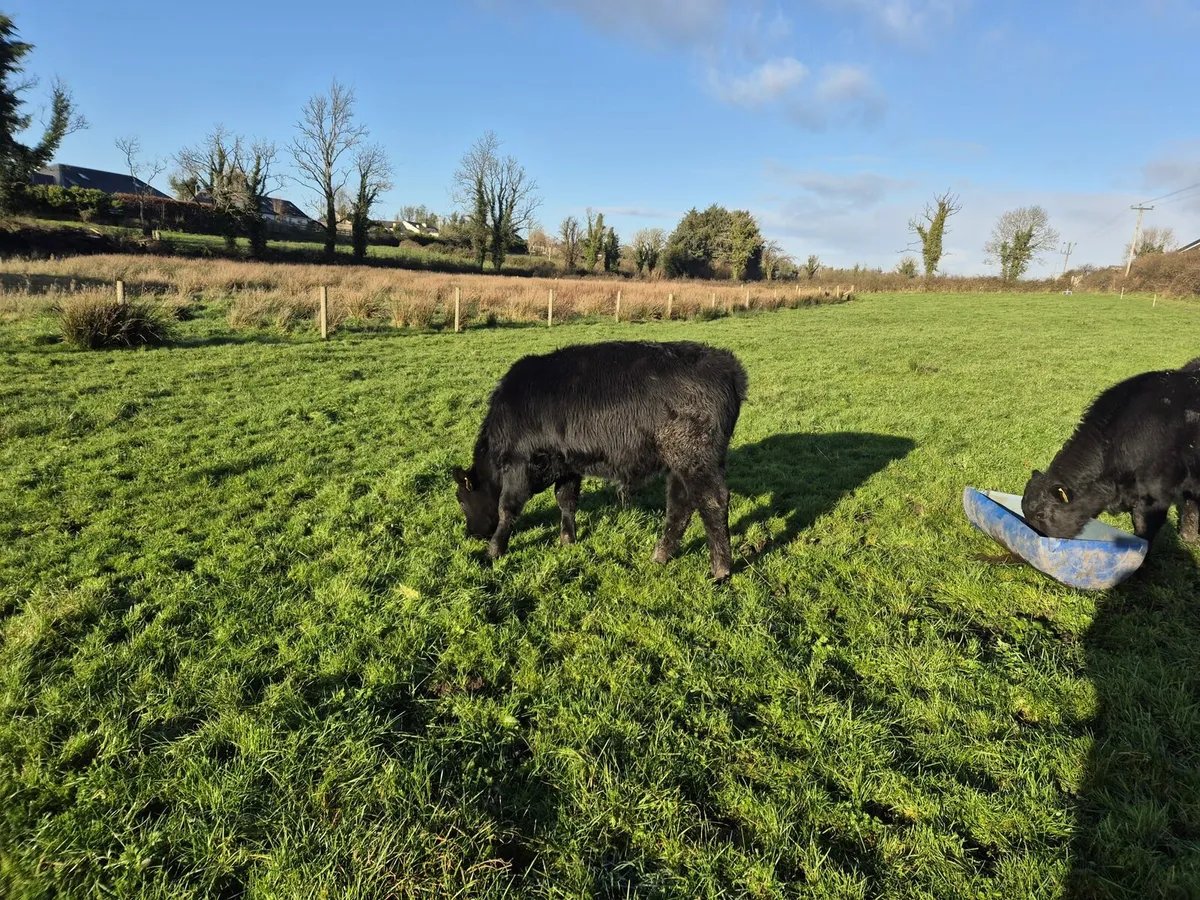 Angus Weanlings - Image 2
