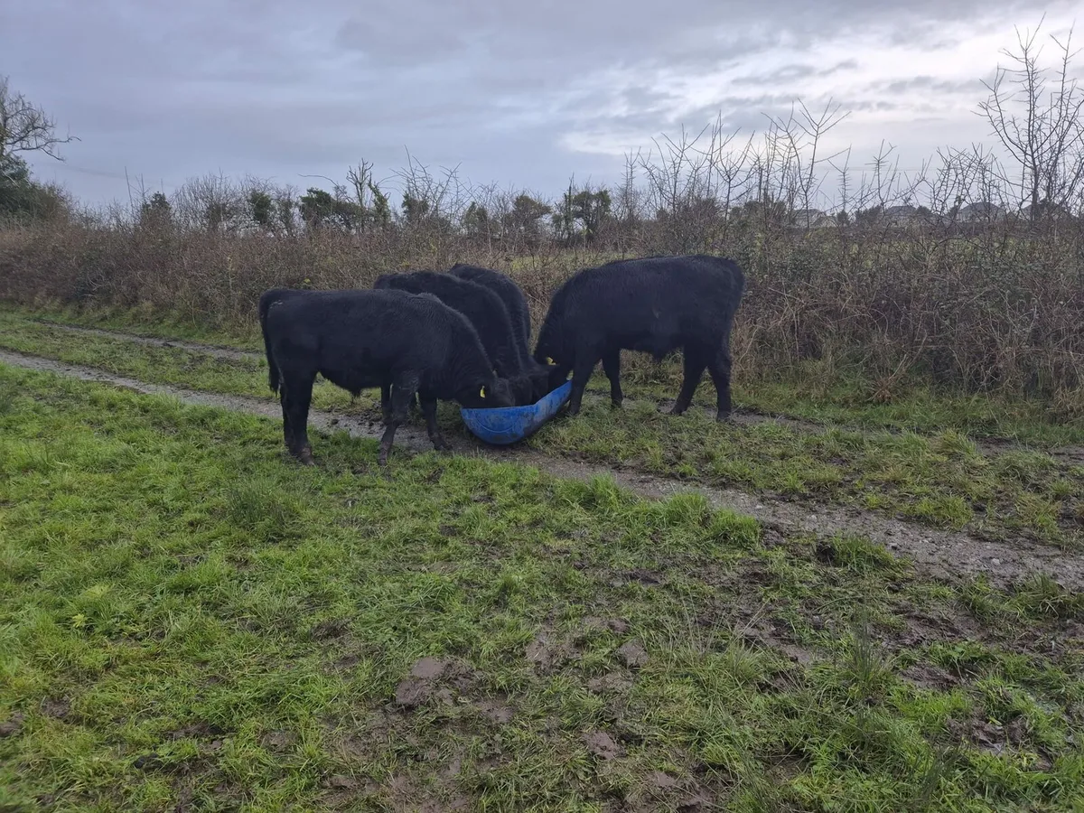 Angus Weanlings - Image 3