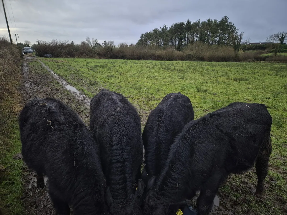 Angus Weanlings - Image 4