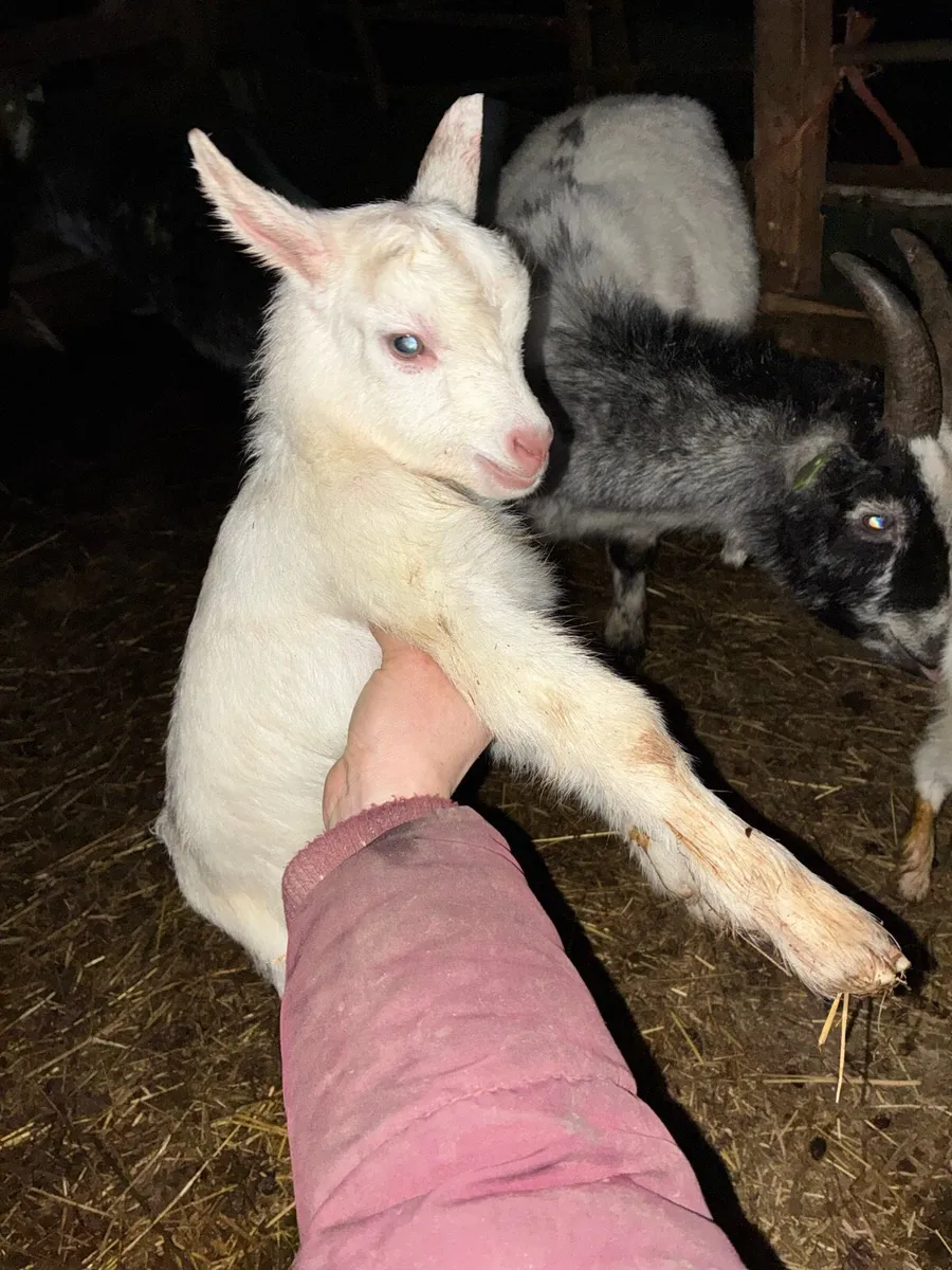 Pygmy goats - Image 3