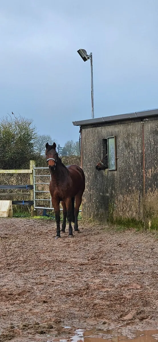 Lagans OBOS Quality Mare - Image 1