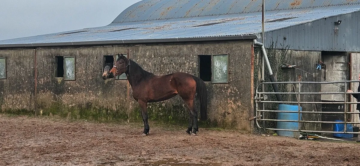 Lagans OBOS Quality Mare - Image 2